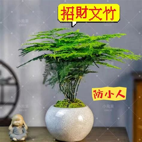 辦公室植物招財 文竹 風水